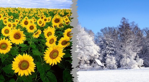 sunflower-11574_640